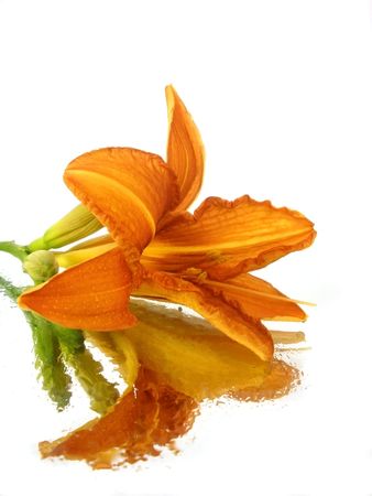 orange flower and black stone on the white background    の写真素材