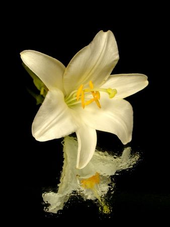 white flower on the black background with water dropsの写真素材