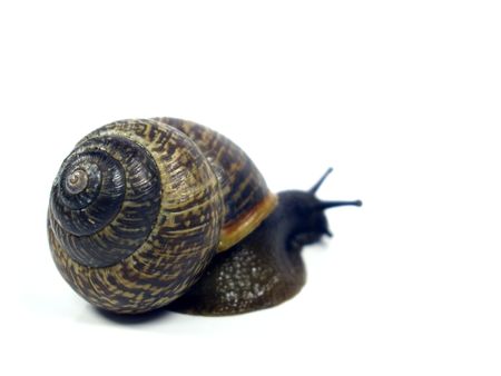 snail on the isolate white backgroundの写真素材