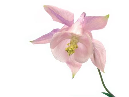light pink flower on the white isolate background     の写真素材