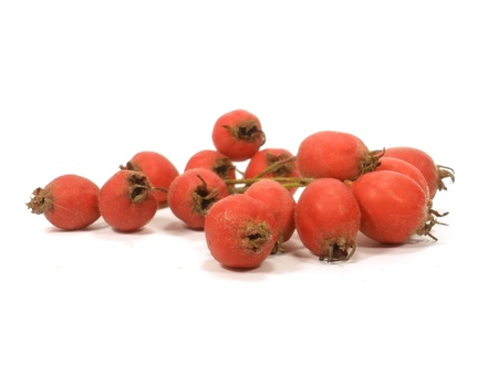 red hawthorn on the white isolate backgroundの写真素材