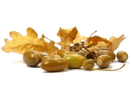 acorns with leaves on white isolate backgroun      の写真素材