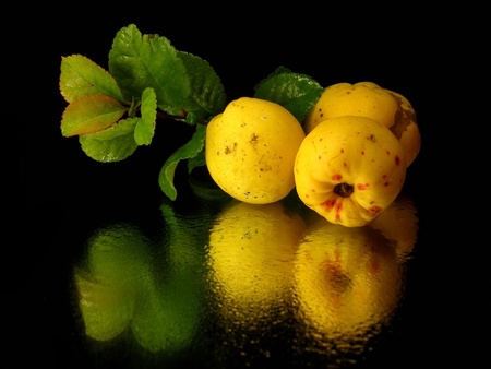 Japanese quince fruit on the black background with water dropsの写真素材