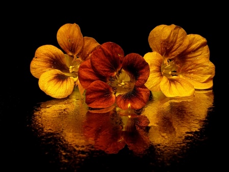 three indian cress on the dark background  width water dropsの写真素材