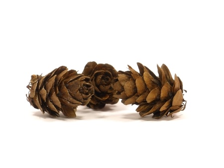 larch cones on the white isolate background の写真素材