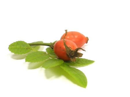 dogrose with leaf on the white isolate background    の写真素材