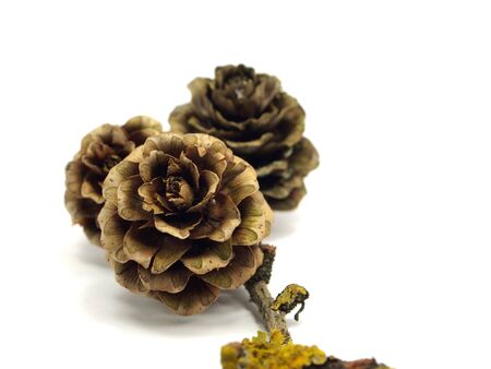 larch cones on the white isolate background の写真素材
