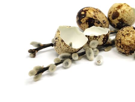 quail egg shels and pussy willows on a white background の写真素材