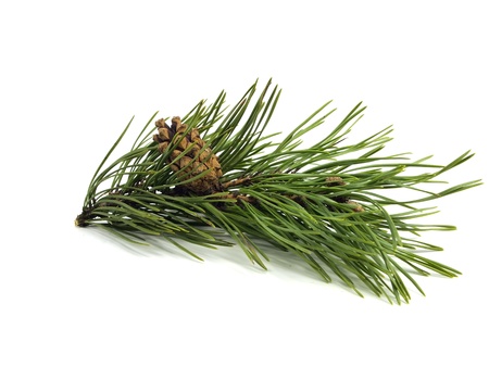 Pine branch with cones on a white backgroundの写真素材