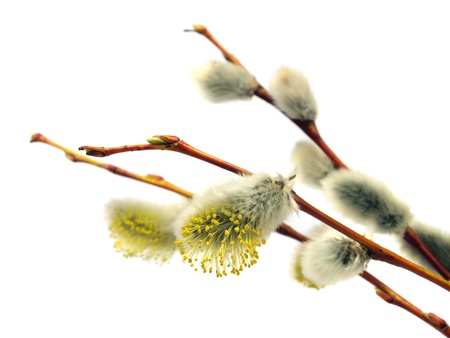 pussy willows branches on a white background 
の写真素材