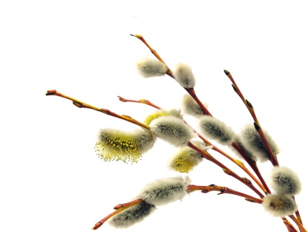 pussy willows branches on a white background 