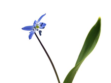 Siberian squill or Scilla siberica on a white backgroundの写真素材
