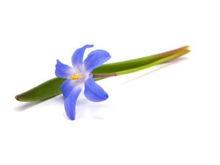 blue spring scilla bifolia on a white background 
     の写真素材