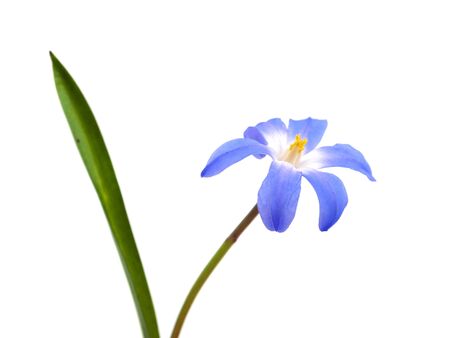 blue spring scilla bifolia on a white background 
     の写真素材