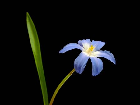 blue spring scilla bifolia on a black background 
     の写真素材
