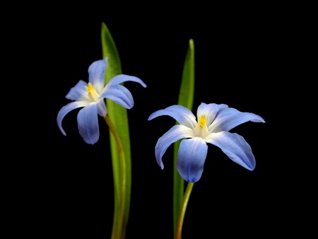 blue spring scilla bifolia on a black background      