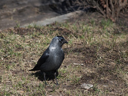The Jackdaw (Corvus monedula) on grass
 の写真素材