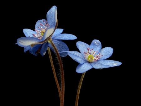 Hepatica nobilis flowers on a black background 
  の写真素材