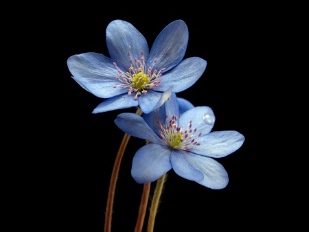 Hepatica nobilis flowers on a black background 
  の写真素材