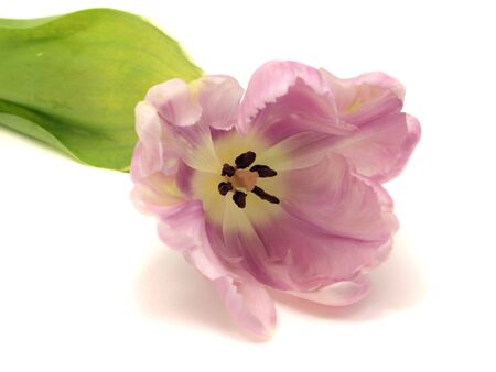 Pink tulips on a white background の写真素材
