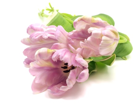 Pink tulips on a white background の写真素材