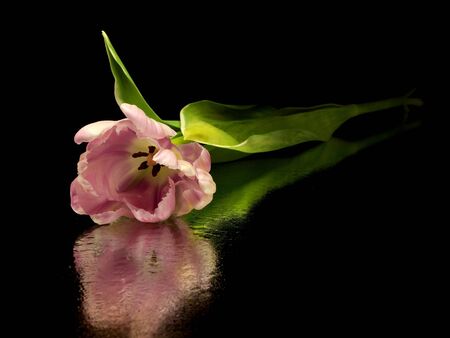 Pink tulips on a black background with water drops
   の写真素材