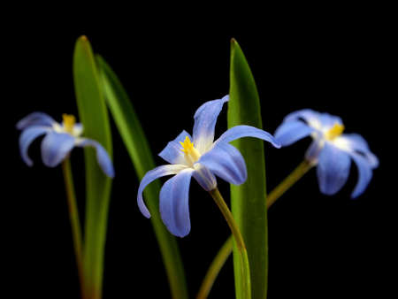 blue spring scilla bifolia on a black background 
の写真素材