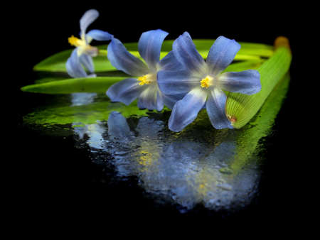 blue spring scilla bifolia on a black background with water drops
の写真素材