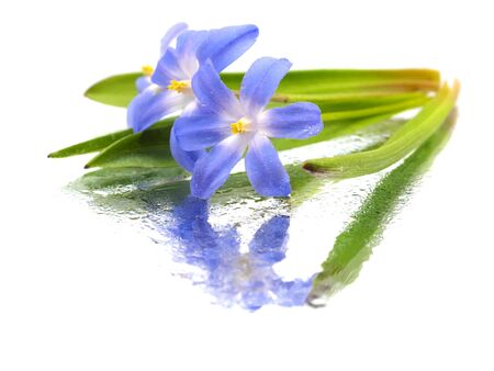 blue spring scilla bifolia on a white background with water drops
の写真素材