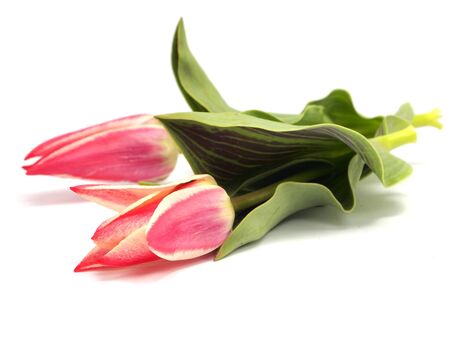  tulips on a white background     の写真素材