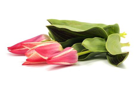  tulips on a white background     の写真素材