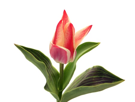 tulips on a white background 
の写真素材