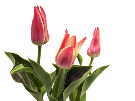 tulips on a white background 
の写真素材