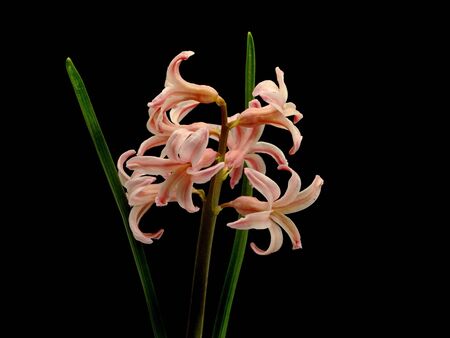 pink hyacinth on a black background 
  の写真素材