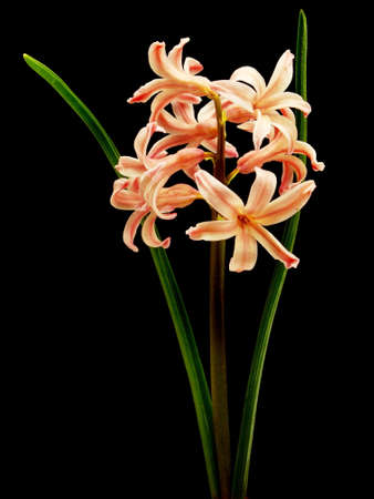 pink hyacinth on a black background 
  の写真素材