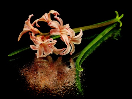 pink hyacinth on a black background 
  の写真素材