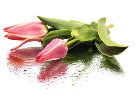 tulips on a white background with water drops
の写真素材