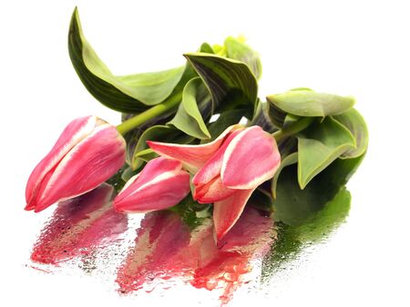 tulips on a white background with water drops
の写真素材
