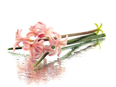 pink hyacinth on a white background with water drops
  の写真素材