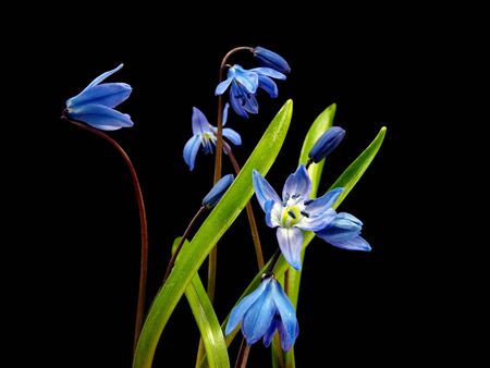 Siberian squill or Scilla siberica on a black background    の写真素材