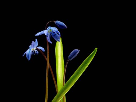 Siberian squill or Scilla siberica on a black background    の写真素材