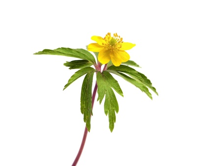 yellow snowdrop Anemone (Anemone sylvestris) on a white backgroundの写真素材