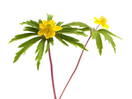 yellow snowdrop Anemone (Anemone sylvestris) on a white backgroundの写真素材