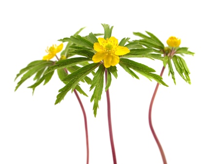yellow snowdrop Anemone (Anemone sylvestris) on a white backgroundの写真素材