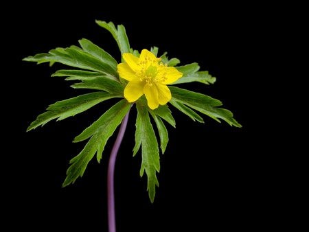 yellow snowdrop Anemone (Anemone sylvestris) on a black backgroundの写真素材