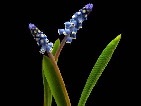 Grape muscari hyacinth flower on a black background
    の写真素材