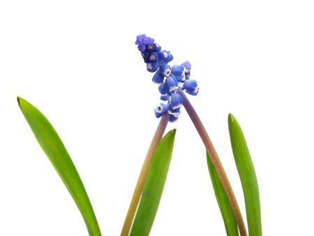 Grape muscari hyacinth flower on a white background
    の写真素材