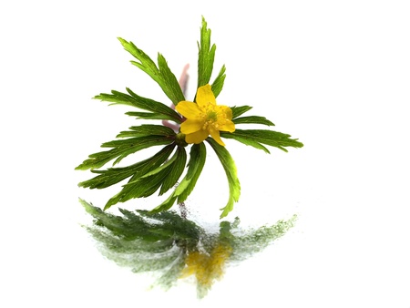 yellow snowdrop Anemone (Anemone sylvestris) on a white background with water drops の写真素材