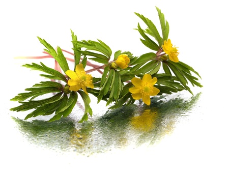 yellow snowdrop Anemone (Anemone sylvestris) on a white background with water drops の写真素材