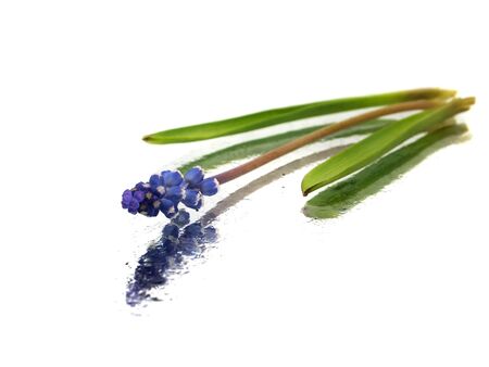 Grape muscari hyacinth flower on a white background with water drops
の写真素材